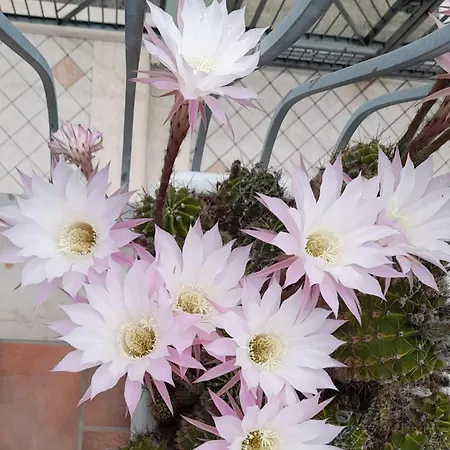 公寓 Il Garusolo *