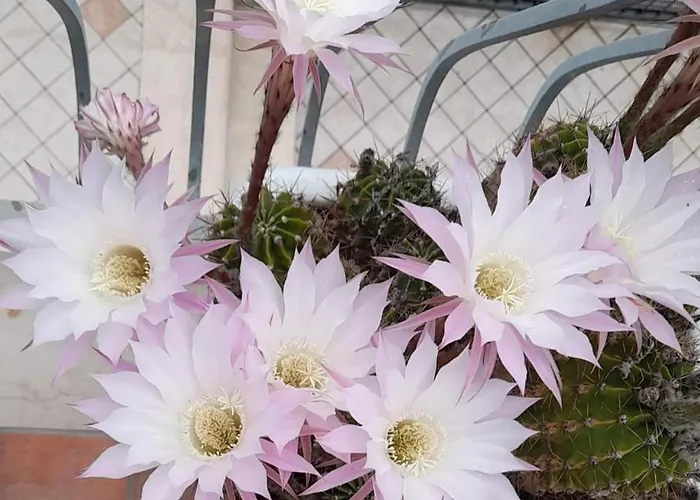 דירה Il Garusolo *